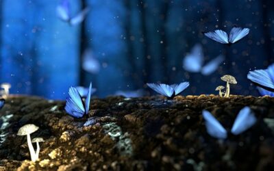 Finding the world of make believe – a Fairy tale